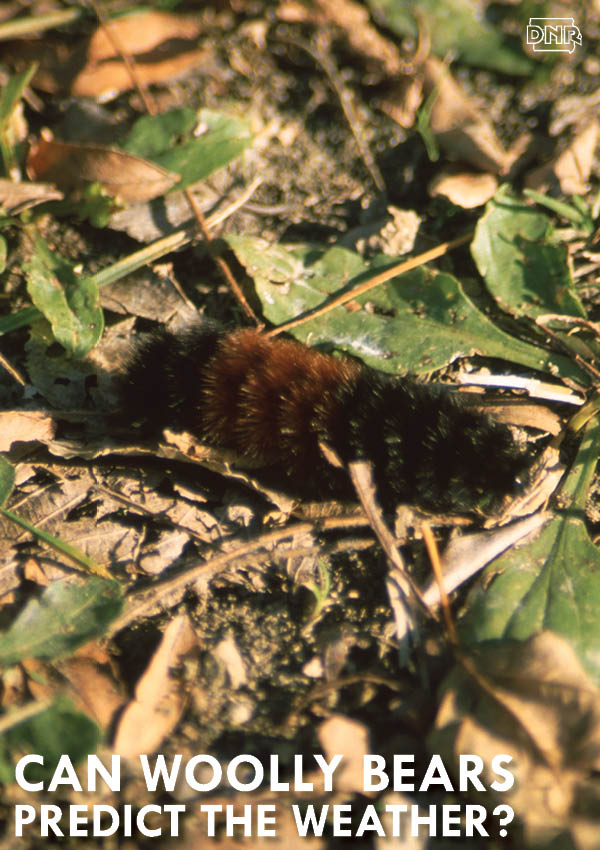 Can woolly bear caterpillars really predict what kind of winter is coming? | Iowa DNR